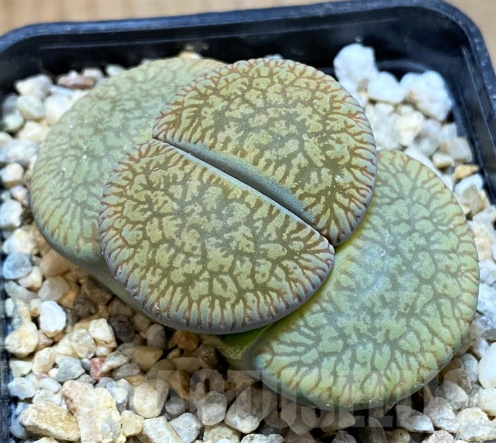 SH13101 Lithops aucampiae v. euniceae