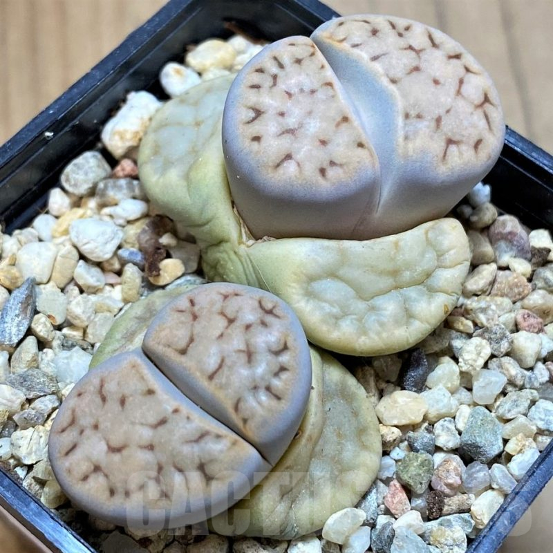 SH13102 Lithops karasmontana