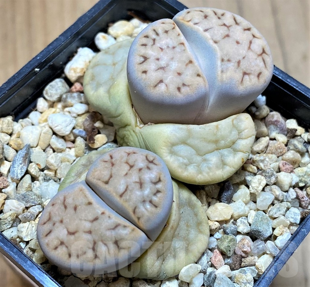SH13102 Lithops karasmontana