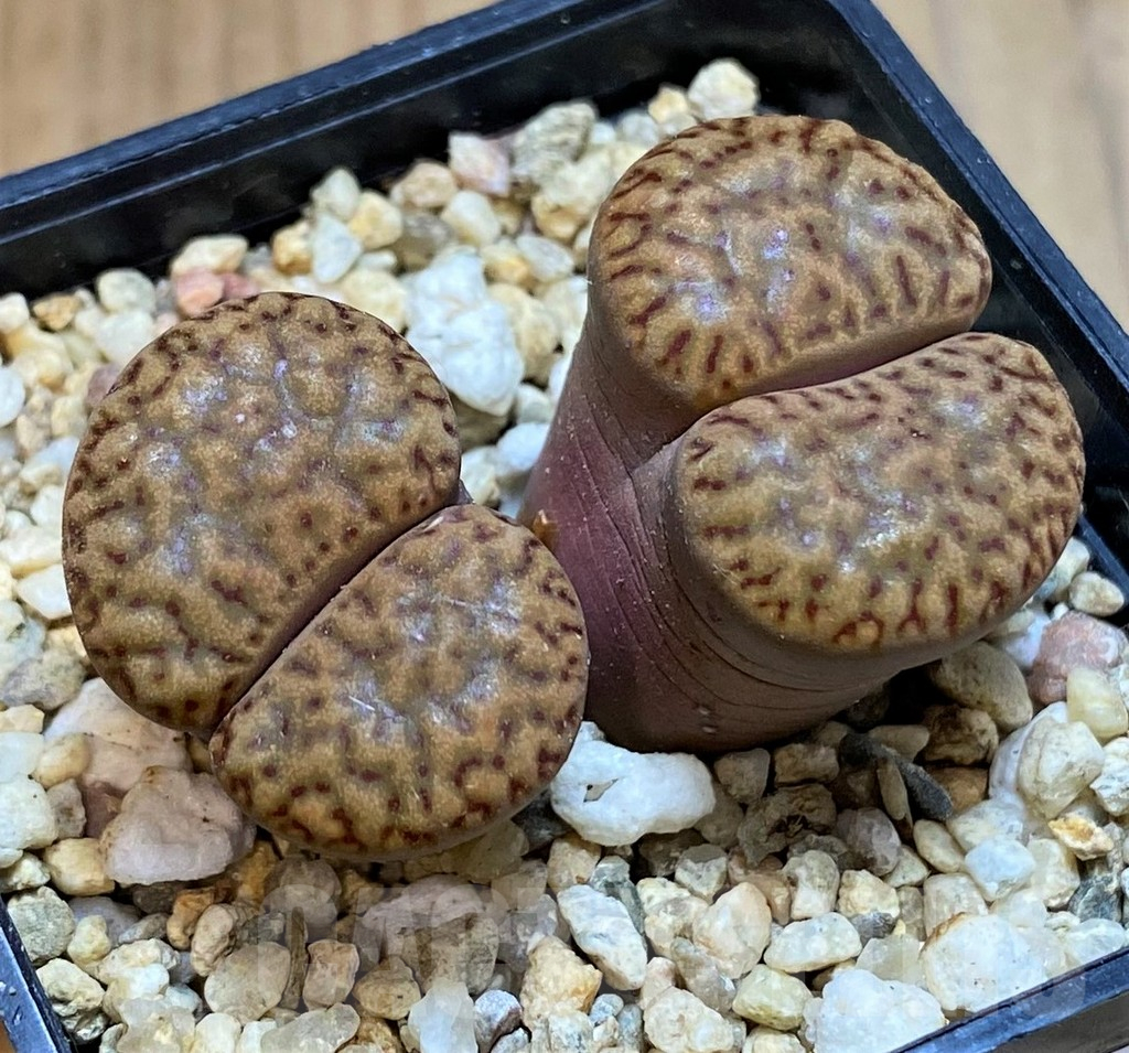 SH13103 Lithops bromfieldii v. insularis