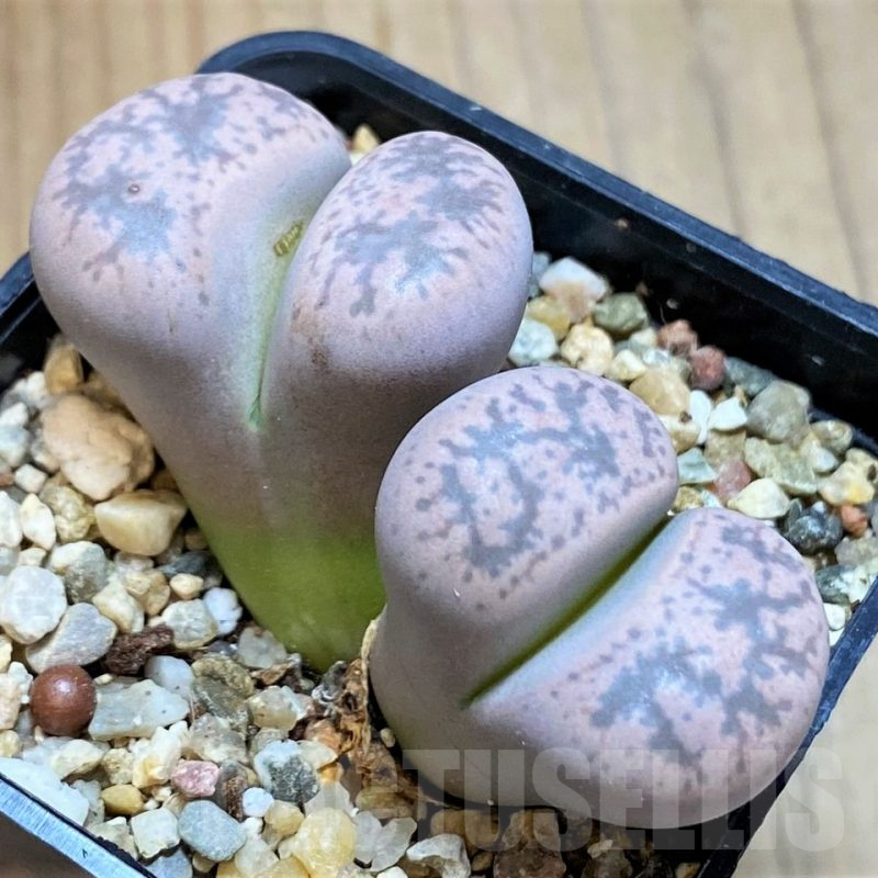 SH13104 Lithops gesinae v. annae C078