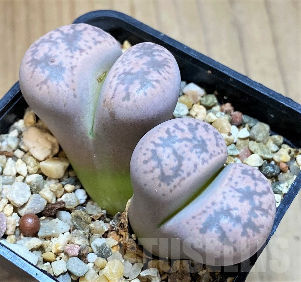 SH13104 Lithops gesinae v. annae C078