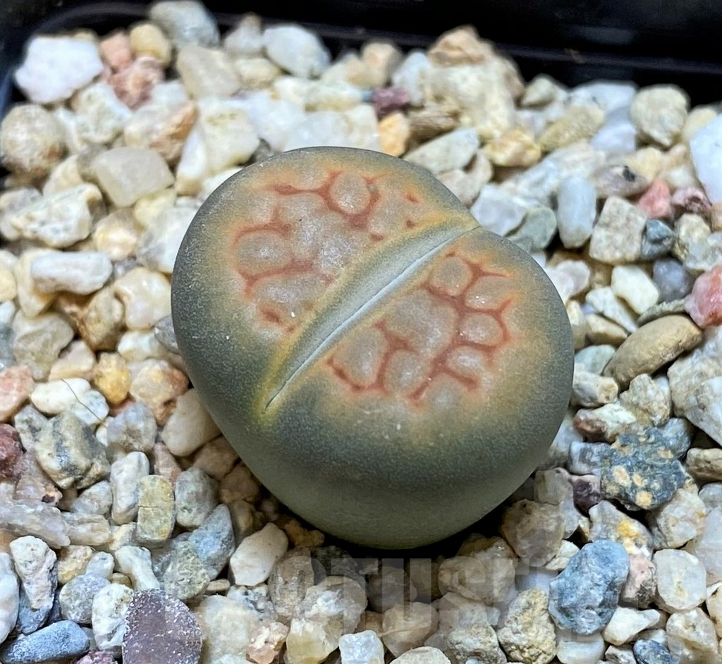 SH13106 Lithops hookeri 'Aubarede' C038A