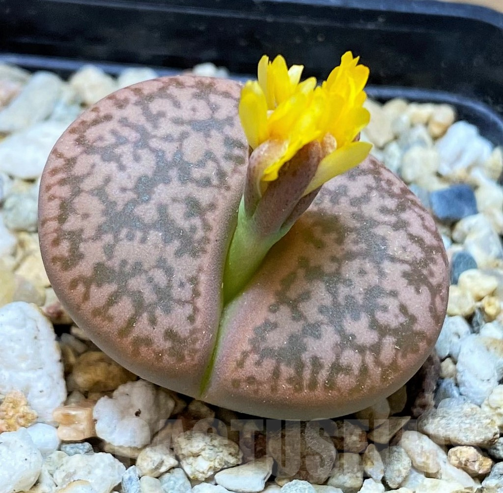 SH13107 Lithops gesinae