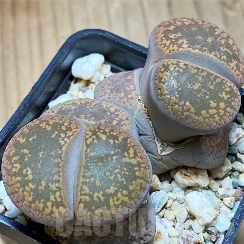 SH13109 Lithops aucampiae