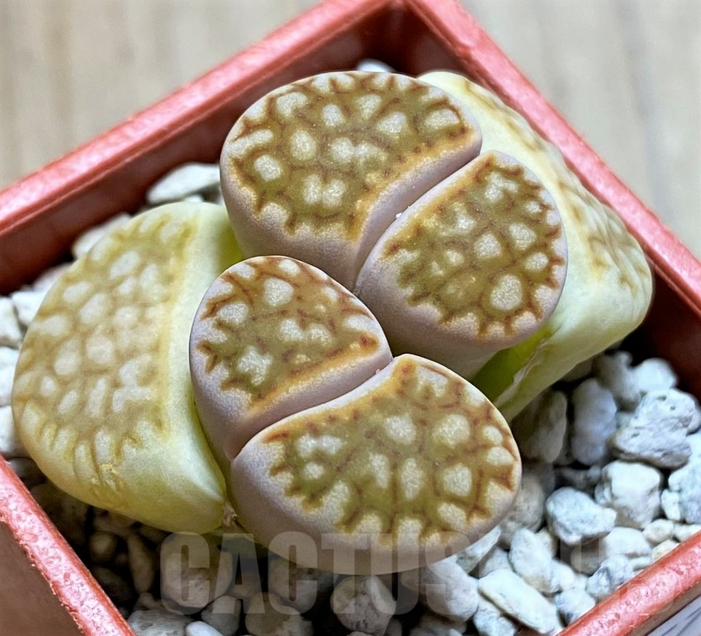 SH13057 Lithops julii ‘Kikushogyoku’ x hookeri