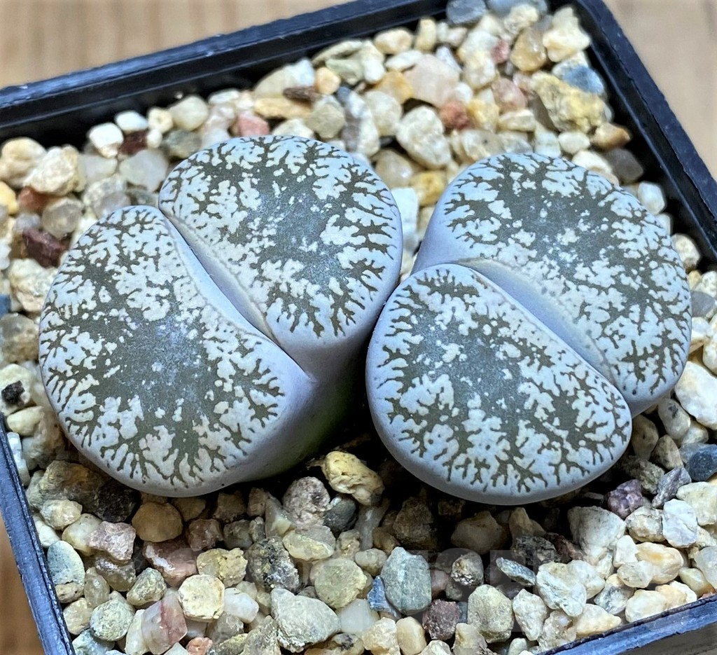 SH13110 Lithops lesliei v. venteri