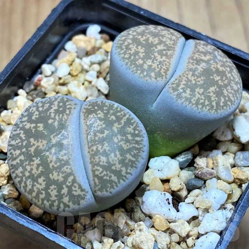 SH13111 Lithops lesliei f. grey C009, SH1740