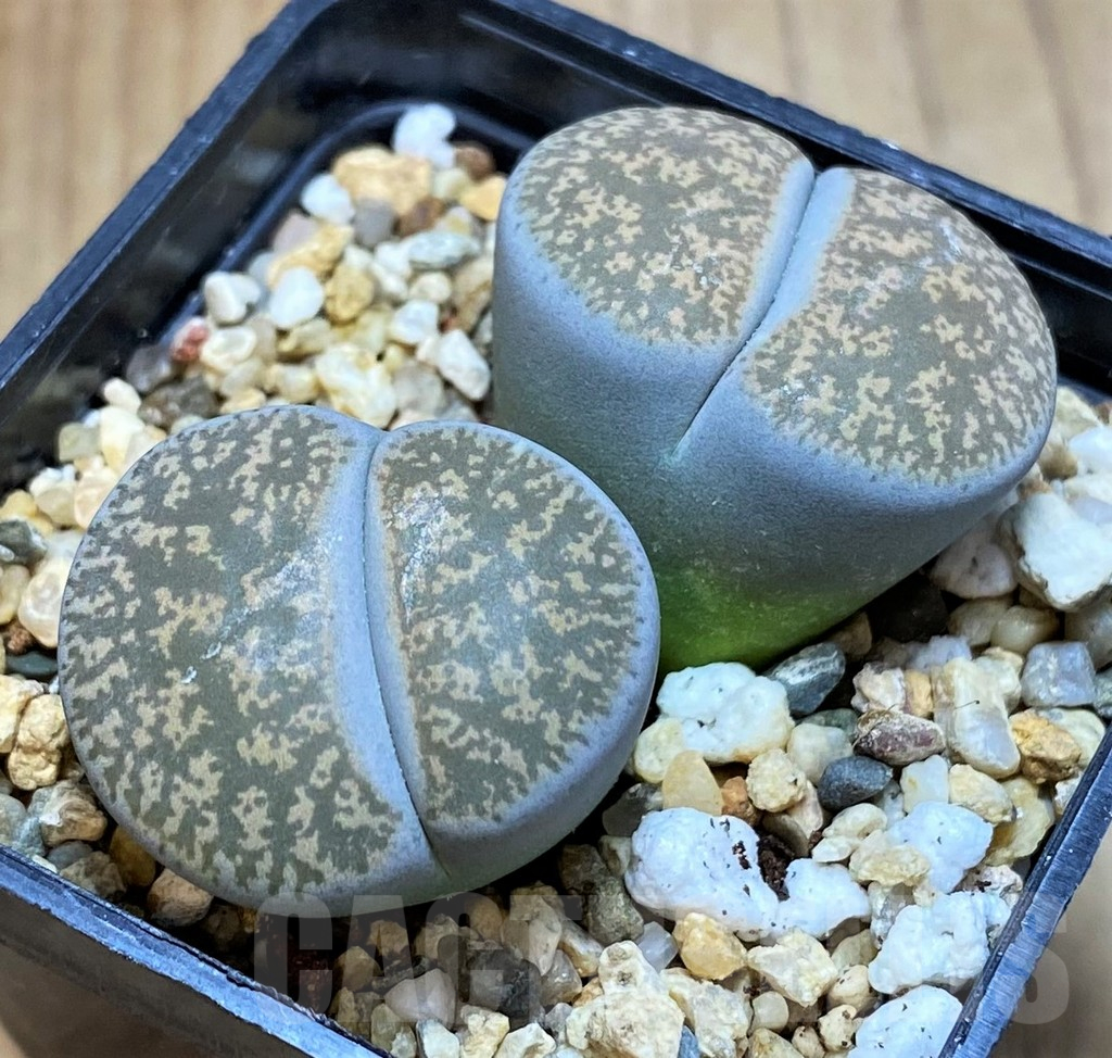 SH13111 Lithops lesliei f. grey C009, SH1740