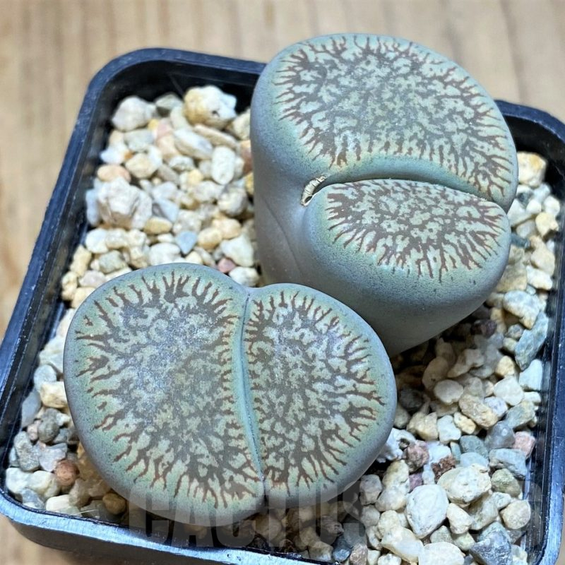 SH13113 Lithops aucampiae v. euniceae