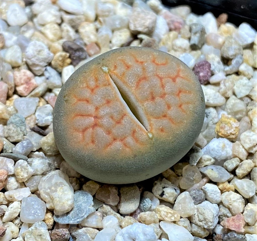 SH13115 Lithops hookeri ‘Aubarede’ C038A