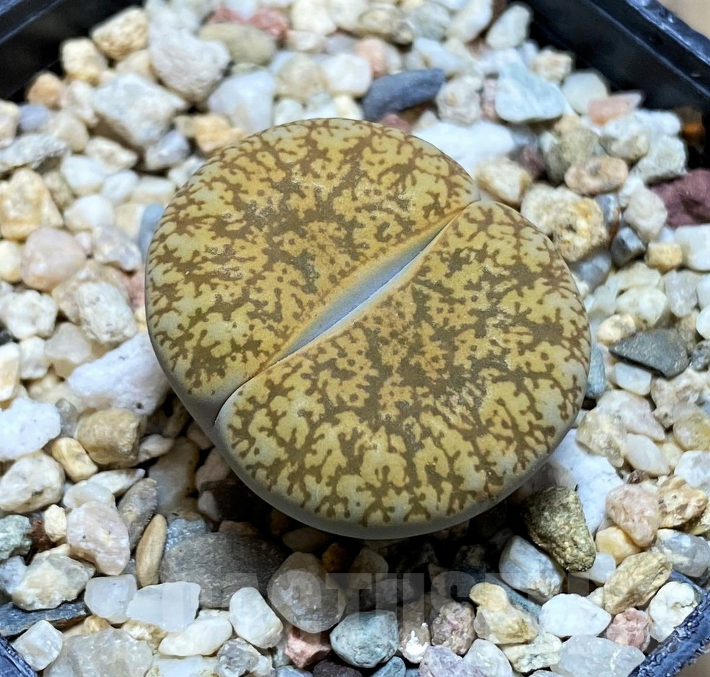 SH13116 Lithops lesliei ‘Albinigold’ x aucampiae ‘Storms´s Snowcap’