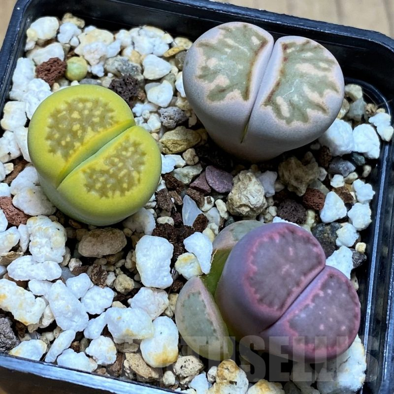 SH13117 Lithops mix