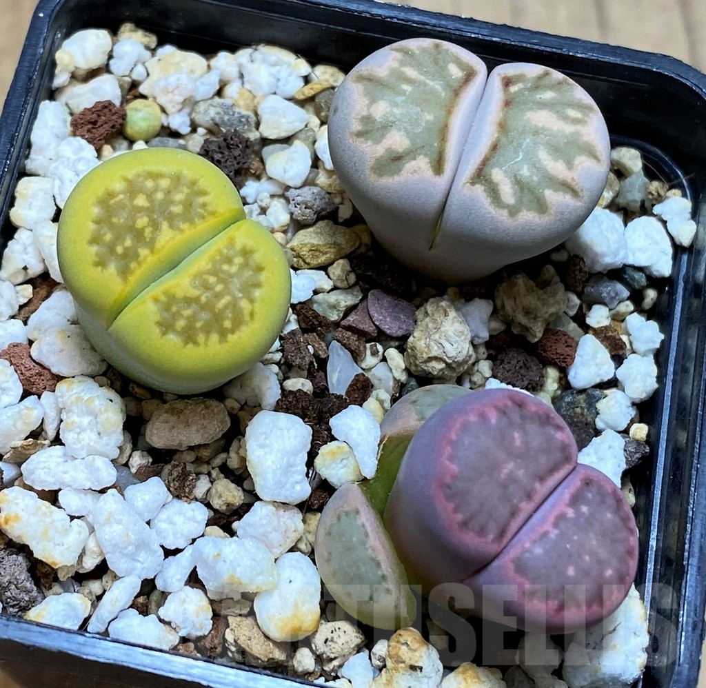 SH13117 Lithops mix