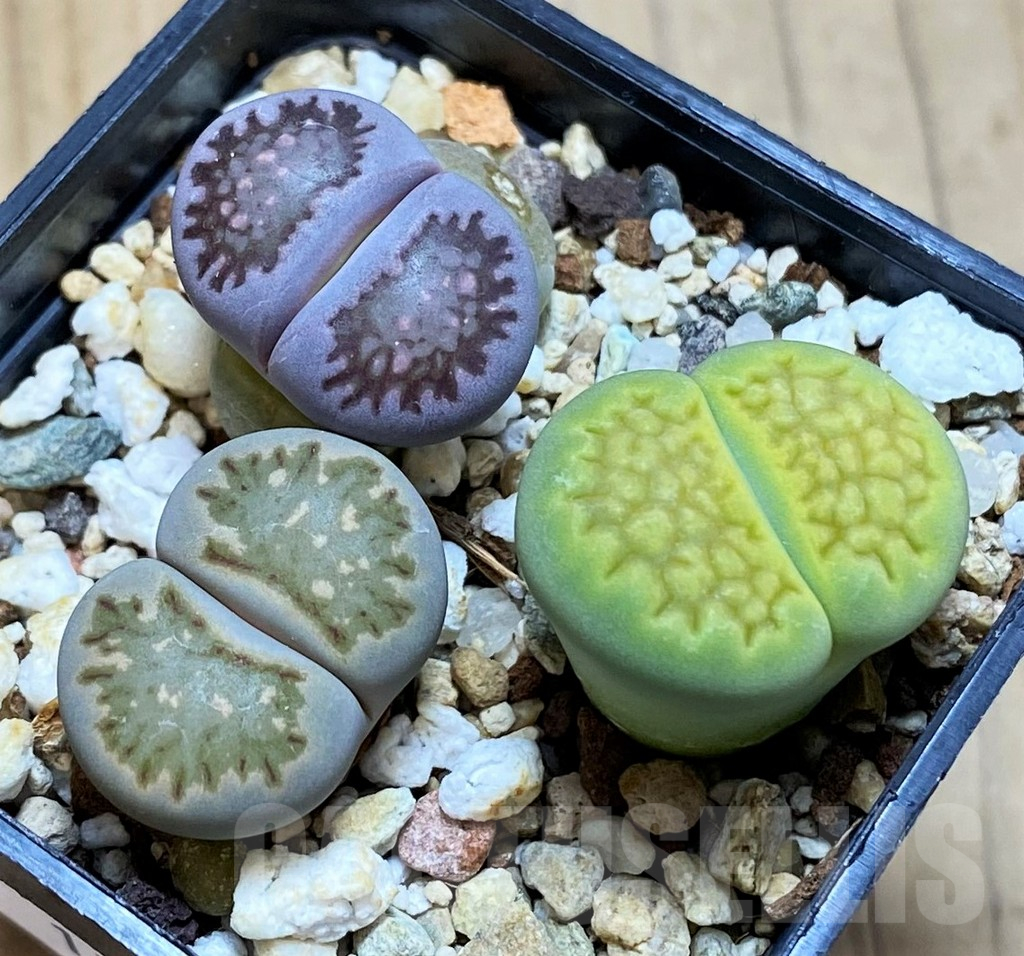 SH13118 Lithops mix