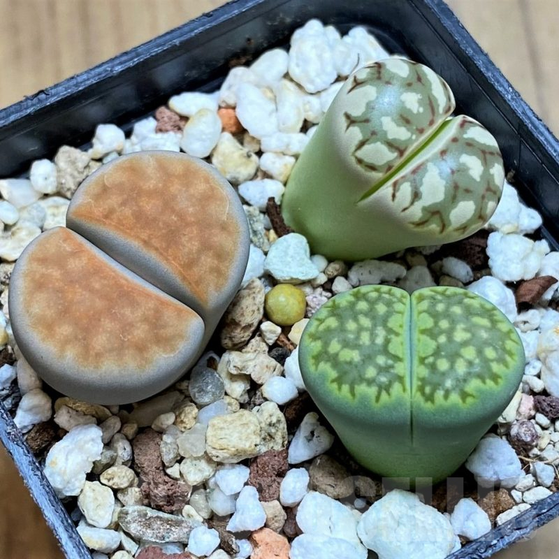 SH13119 Lithops mix