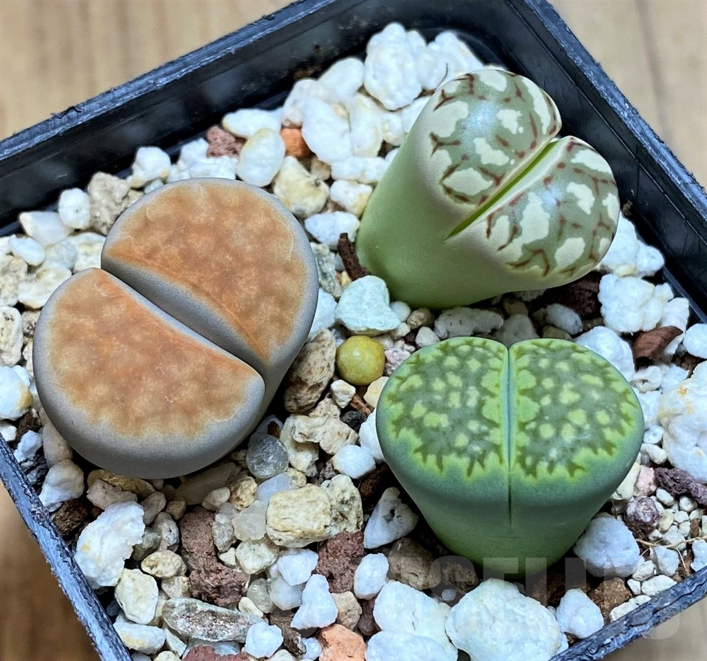 SH13119 Lithops mix