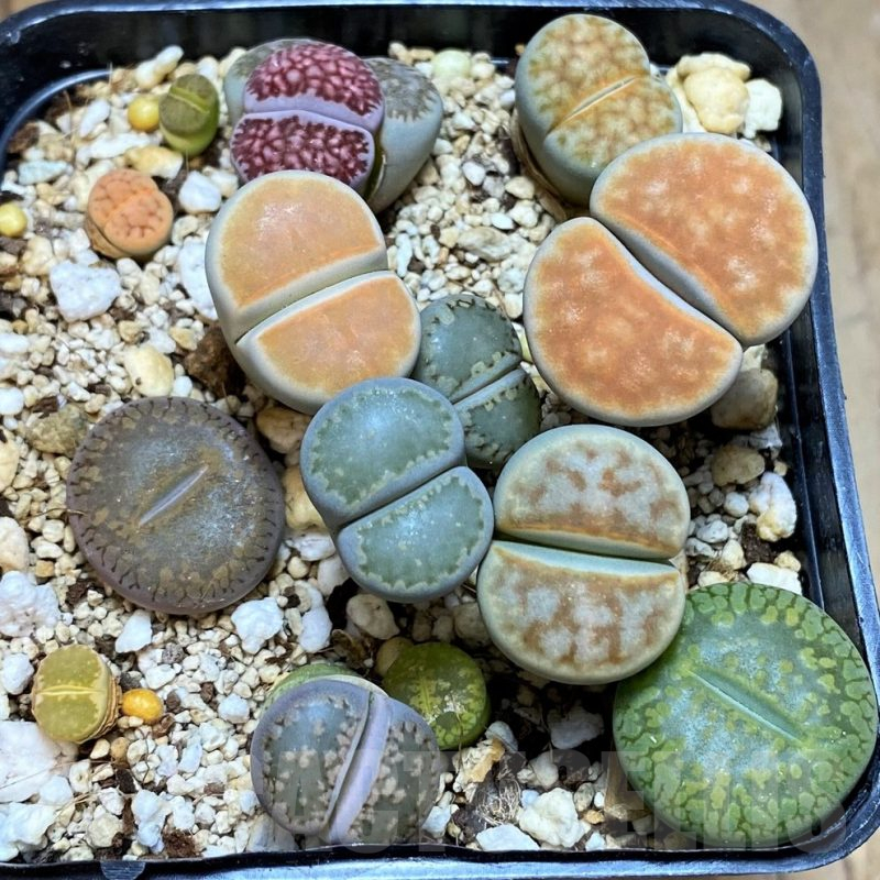 SH13120 Lithops mix