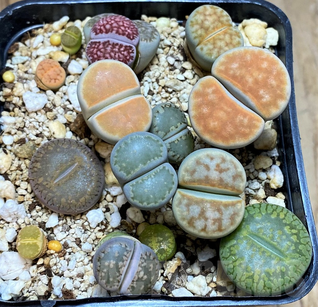 SH13120 Lithops mix