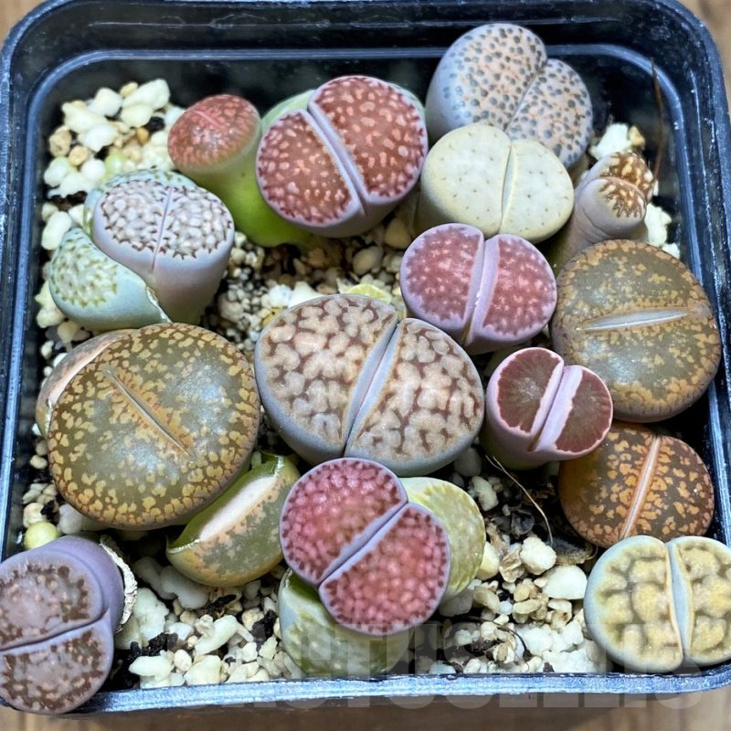 SH13122 Lithops mix