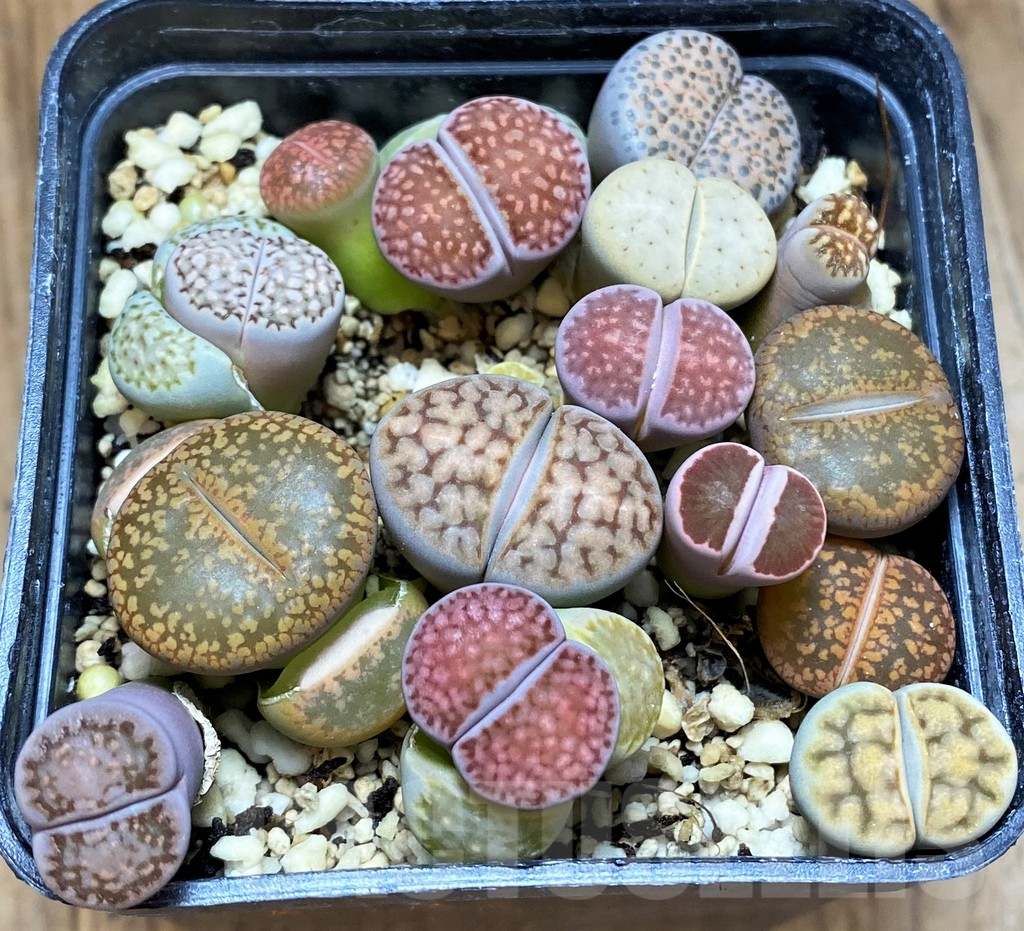 SH13122 Lithops mix