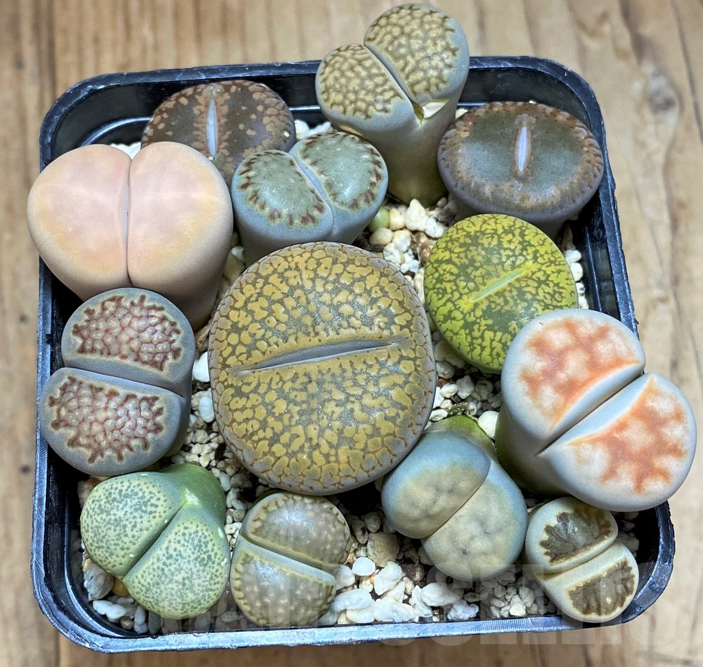 SH13123 Lithops mix