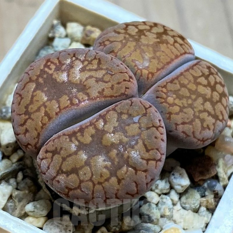 SH13058 Lithops aucampiae