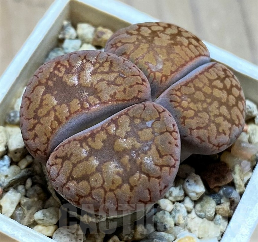 SH13058 Lithops aucampiae