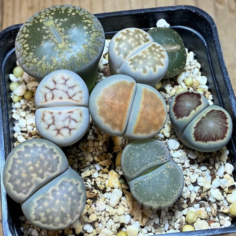 SH13125 Lithops mix