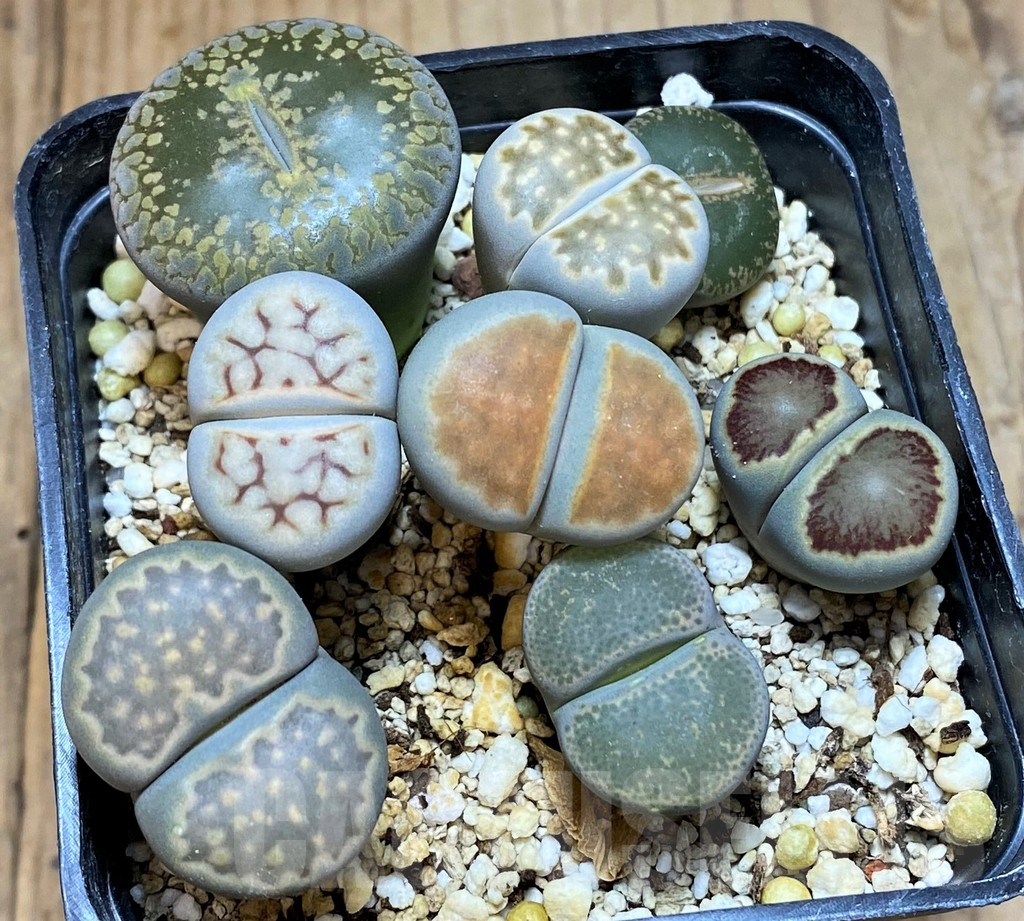 SH13125 Lithops mix