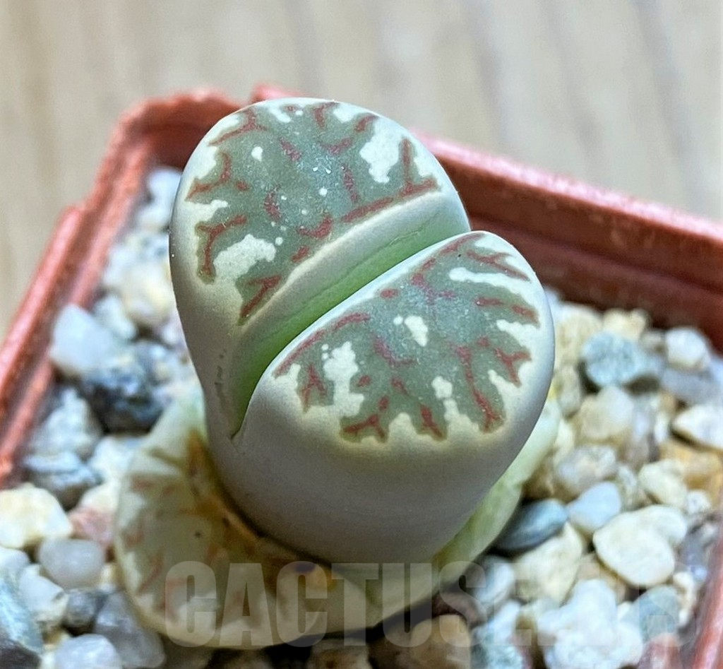 SH13059 Lithops dorotheae
