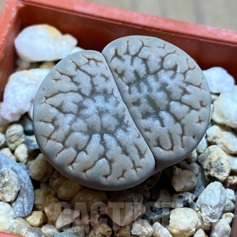 SH13068 Lithops hookeri v. susannae C091