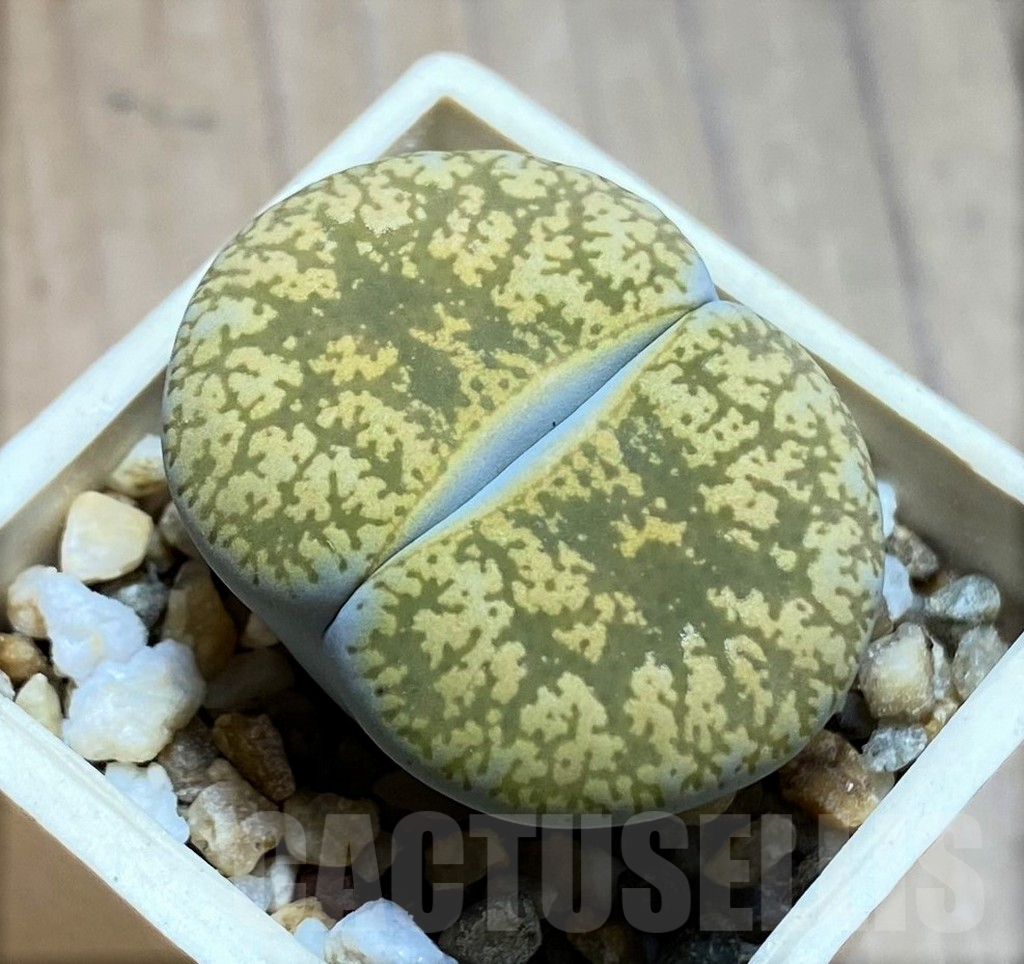 SH13069 Lithops lesliei ‘Albinigold’ x aucampiae ‘Storms´s Snowcap’