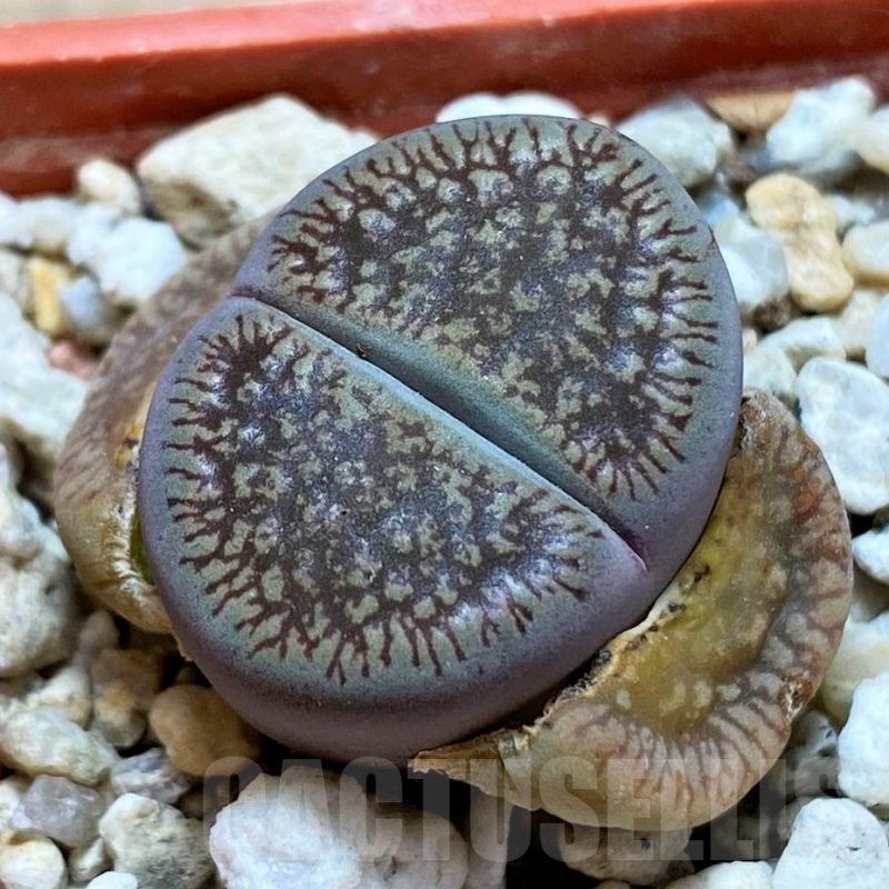 SH13053 Lithops aucampiae v. fluminalis C054
