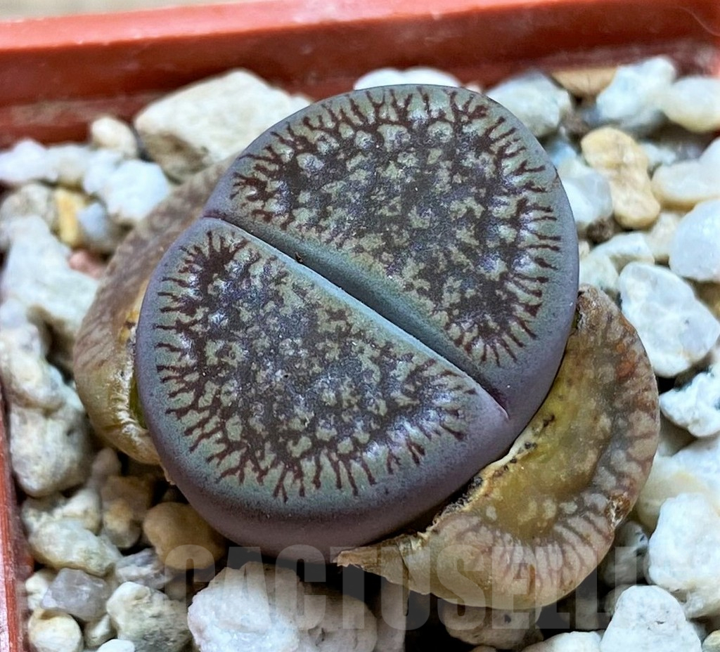 SH13053 Lithops aucampiae v. fluminalis C054