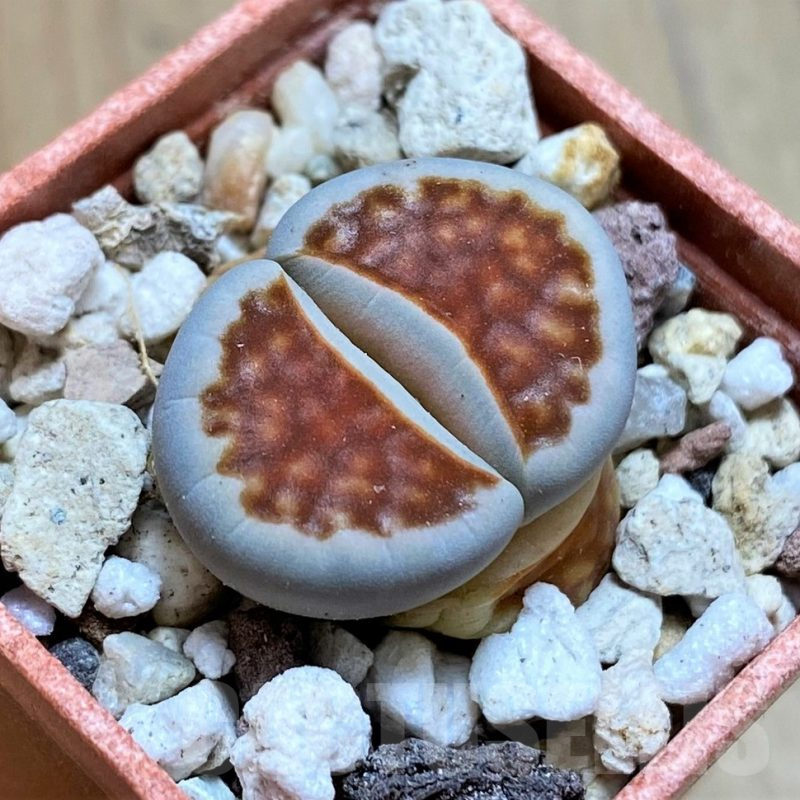 SH13071 Lithops karasmontana 'Lateritia'