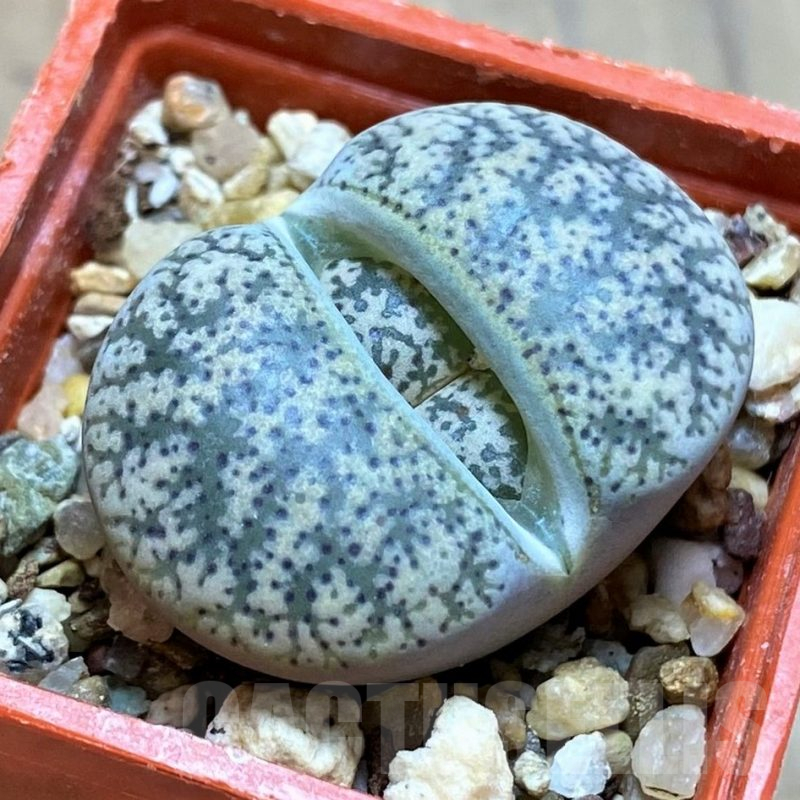 SH13072 Lithops lesliei
