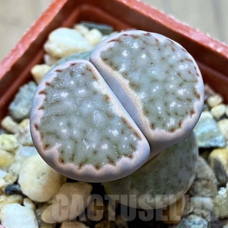 SH13073 Lithops julii hybrid