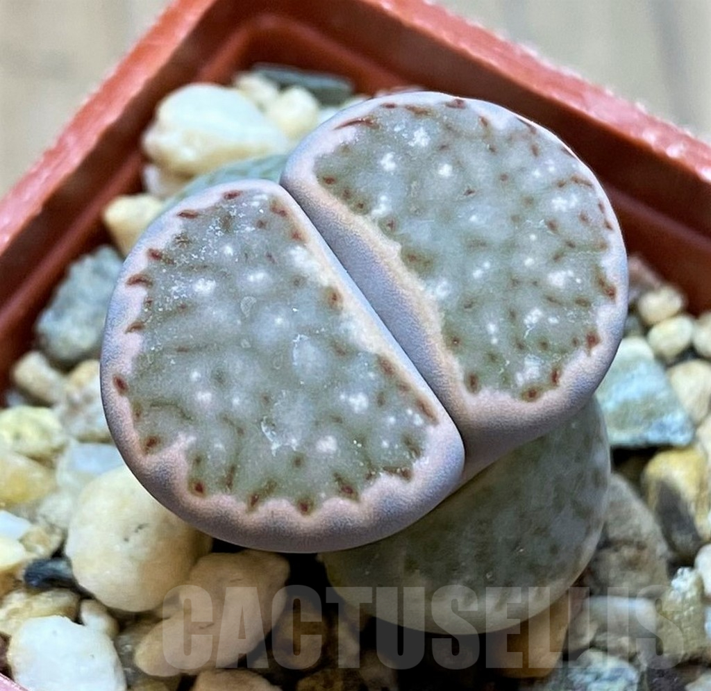 SH13073 Lithops julii hybrid