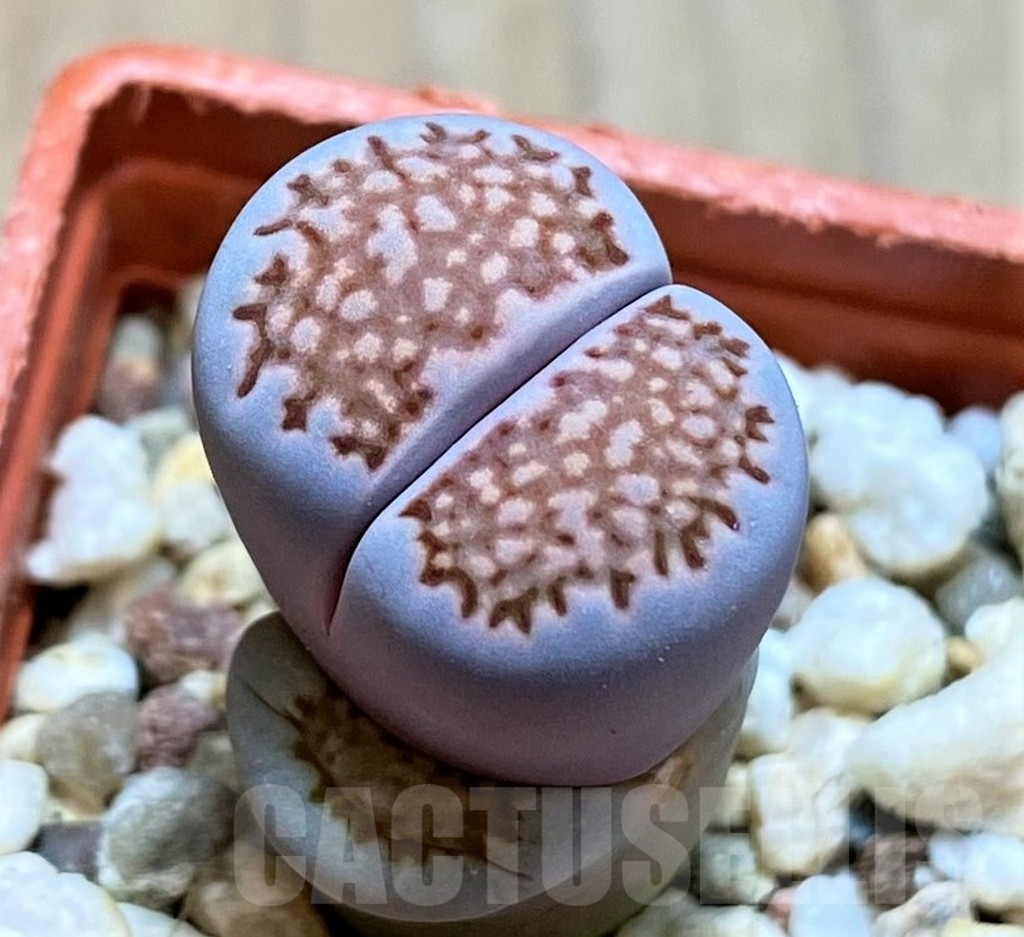 SH13074 Lithops salicola 'Sato's Violet' hybrid