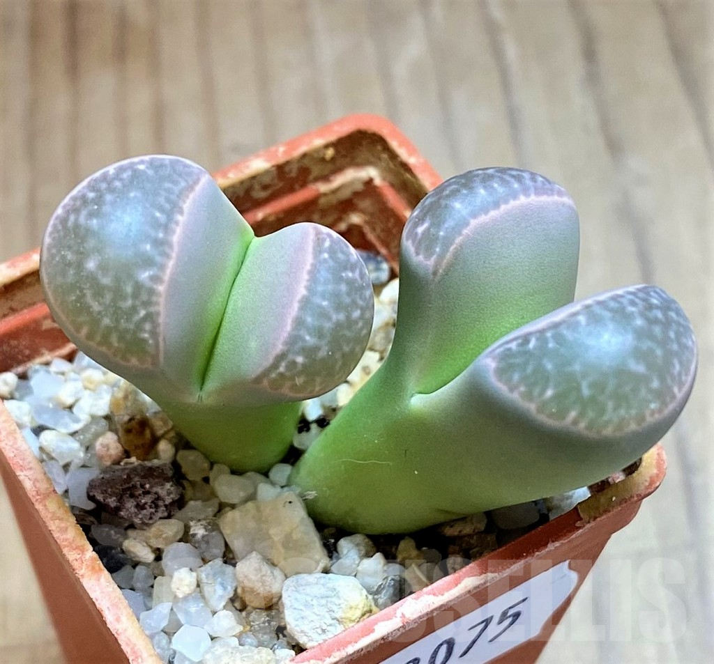 SH13075 Lithops naureeniae