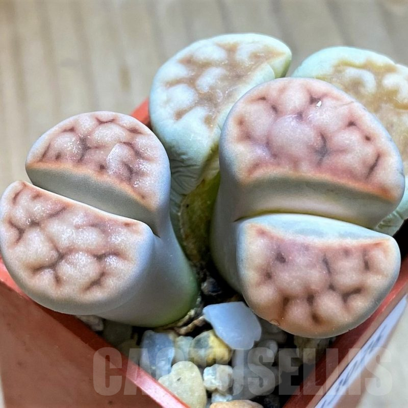 SH13076 Lithops karasmontana v. erniana