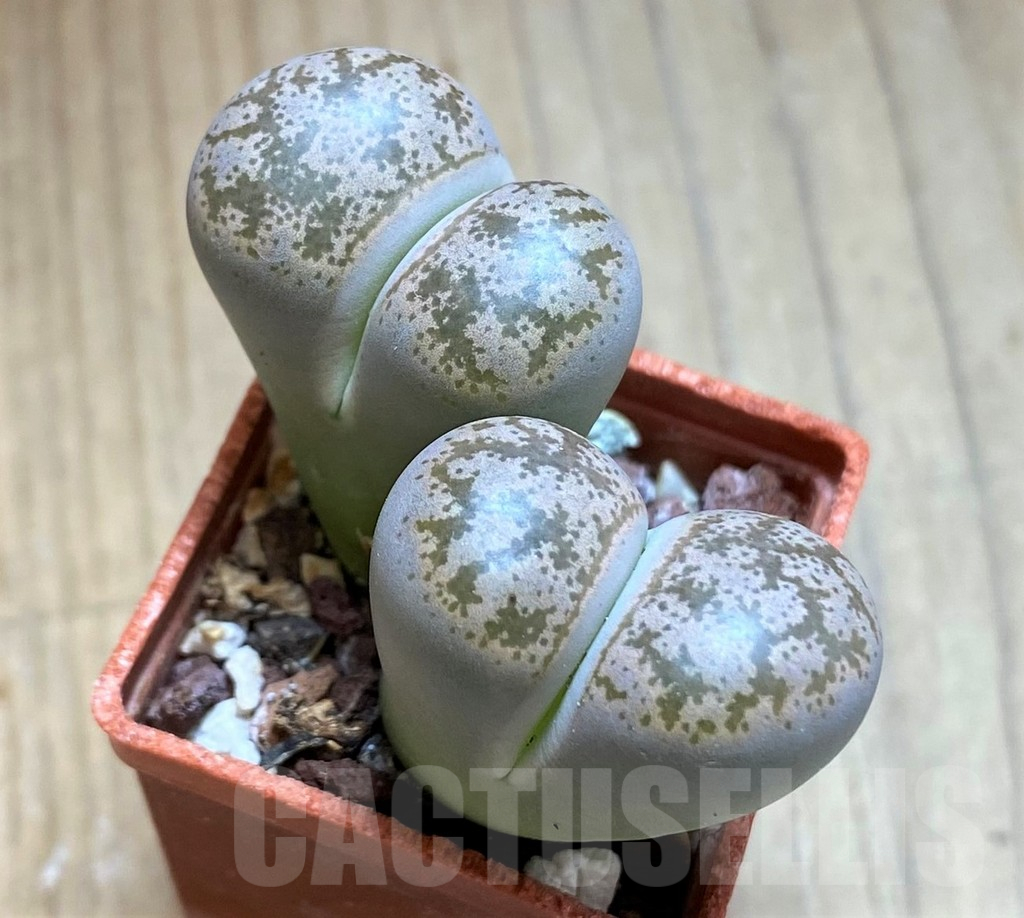 SH13077 Lithops coleorum