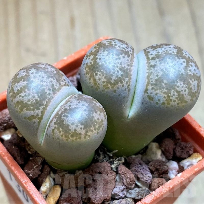 SH13078 Lithops coleorum