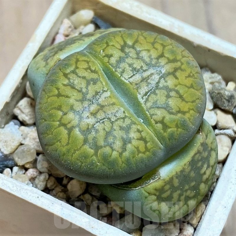 SH13079 Lithops aucampiae ‘Jackson’s Jade’ C395