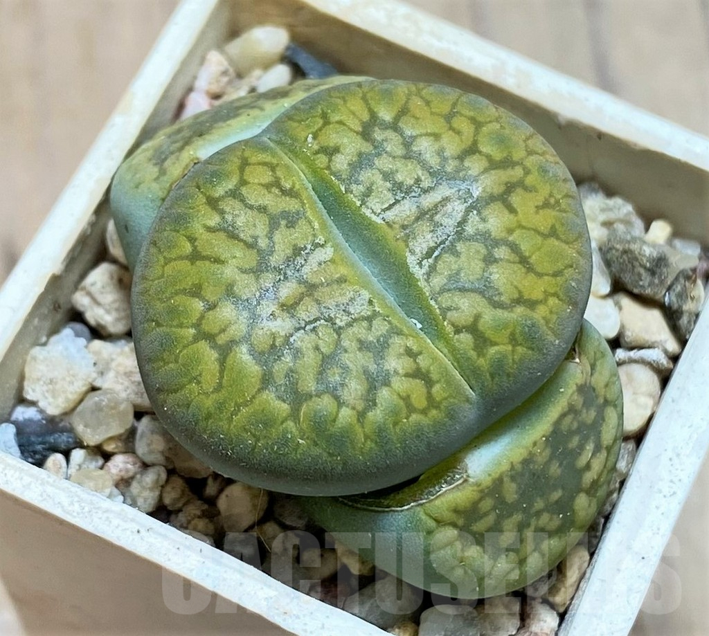 SH13079 Lithops aucampiae ‘Jackson’s Jade’ C395