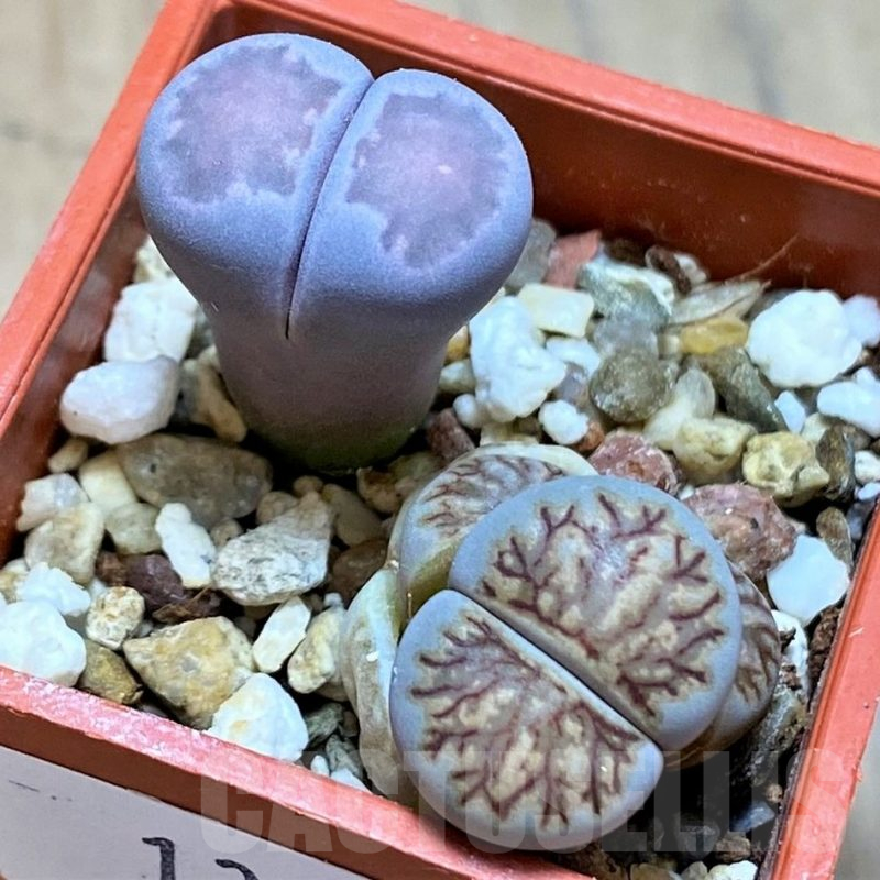 SH13080 Lithops julii ‘Kikushogyoku’, Lithops salicola ‘Sato’s Violet’ hybrid