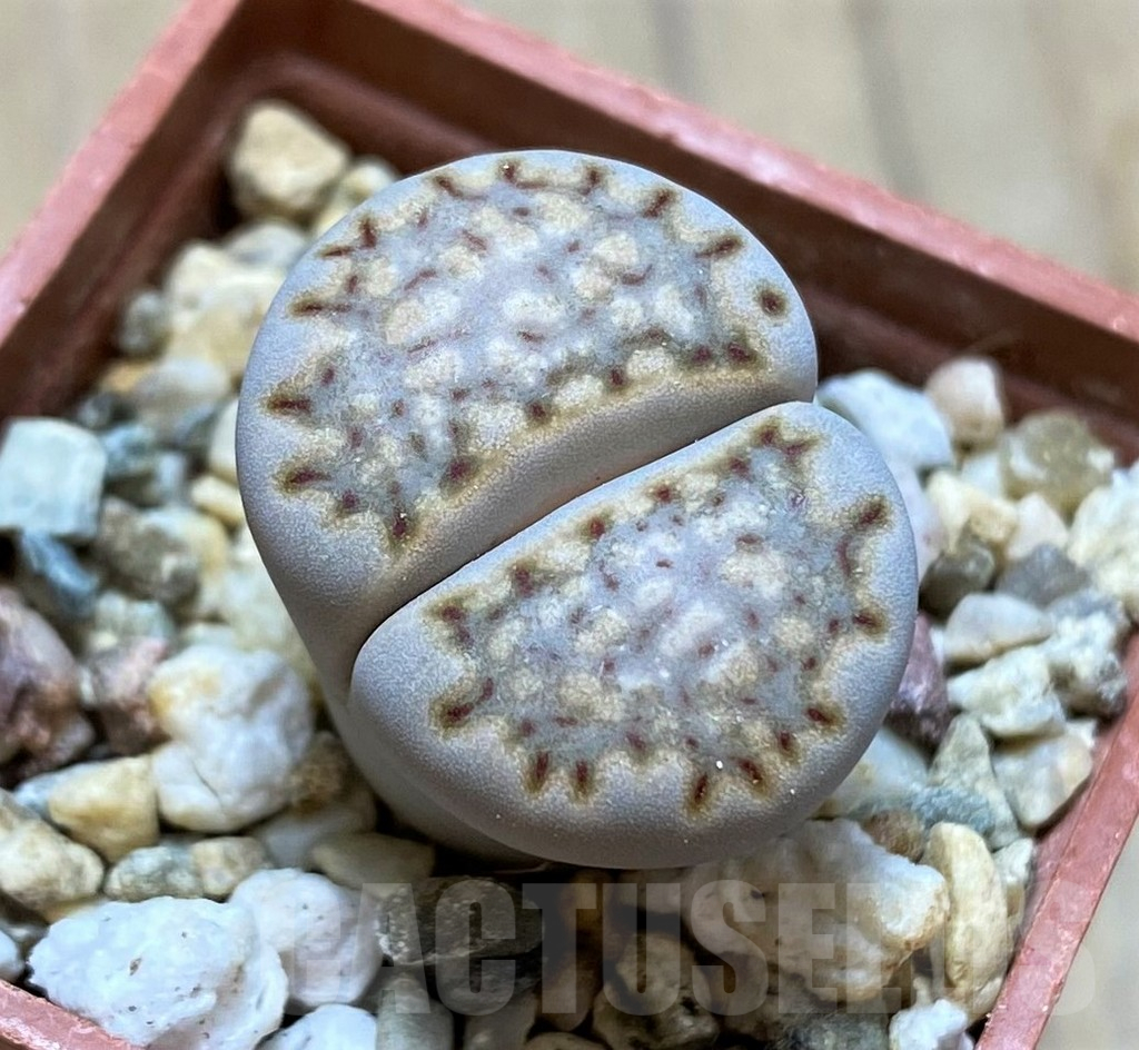 SH13054 Lithops julii v. fulleri