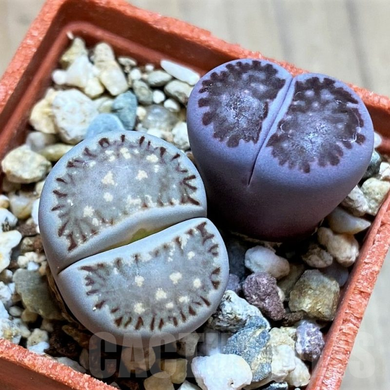 SH13081 Lithops julii ‘Kikushogyoku’, Lithops salicola ‘Sato’s Violet’ hybrid