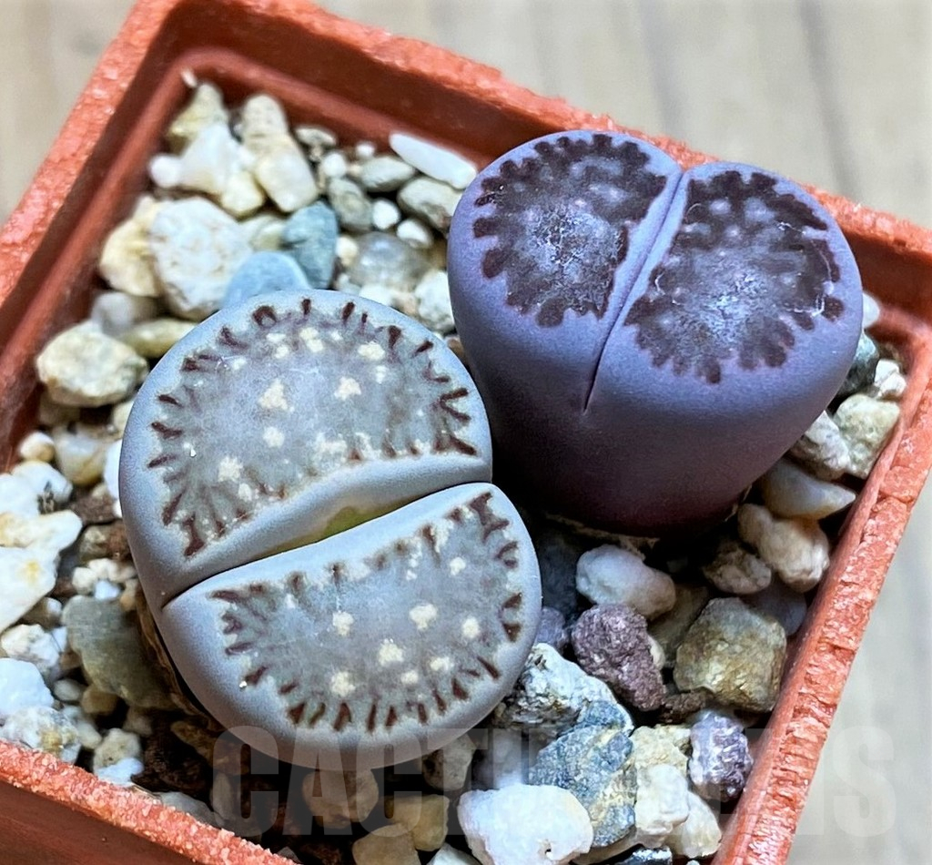 SH13081 Lithops julii ‘Kikushogyoku’, Lithops salicola ‘Sato’s Violet’ hybrid